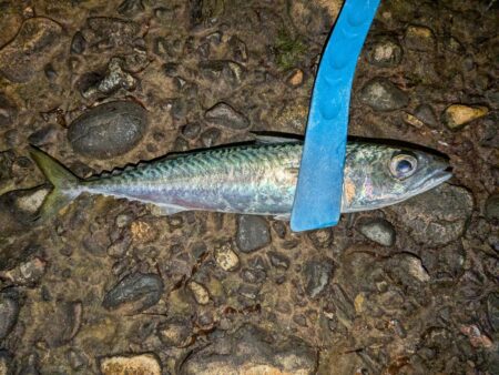 久しぶりのアジ